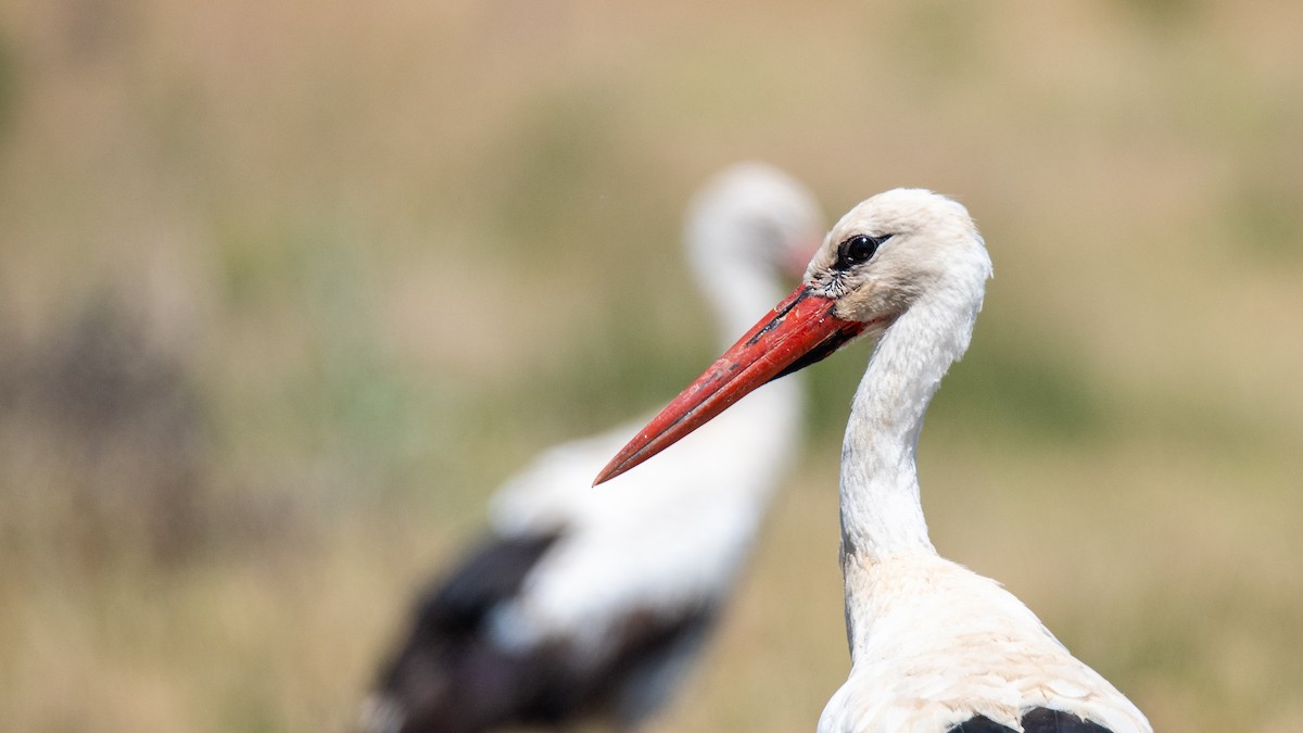 White Stork - Sertaç Yıldırım