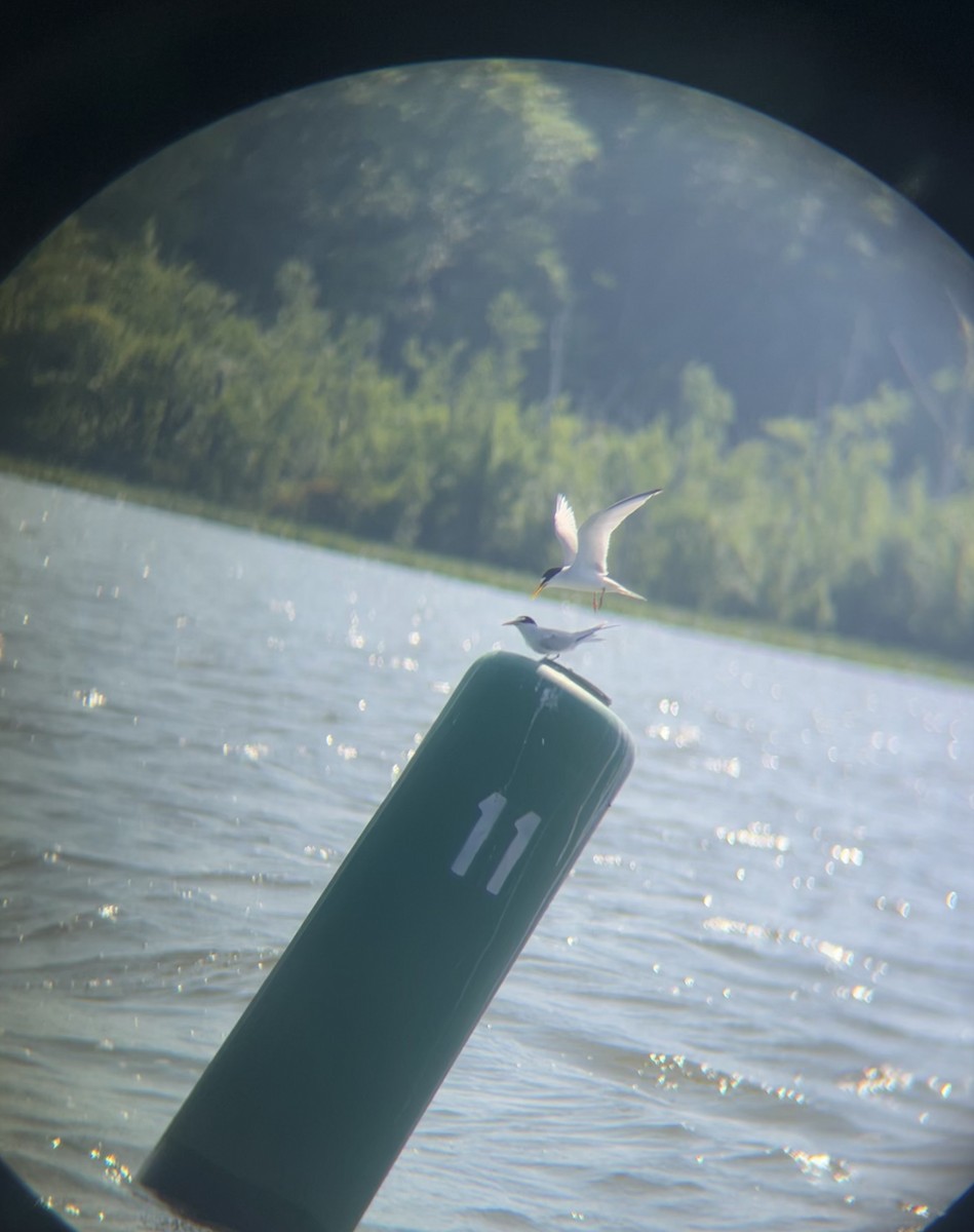 Least Tern - ML620579980