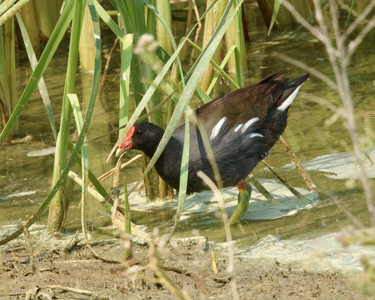 Common Gallinule - ML620579982