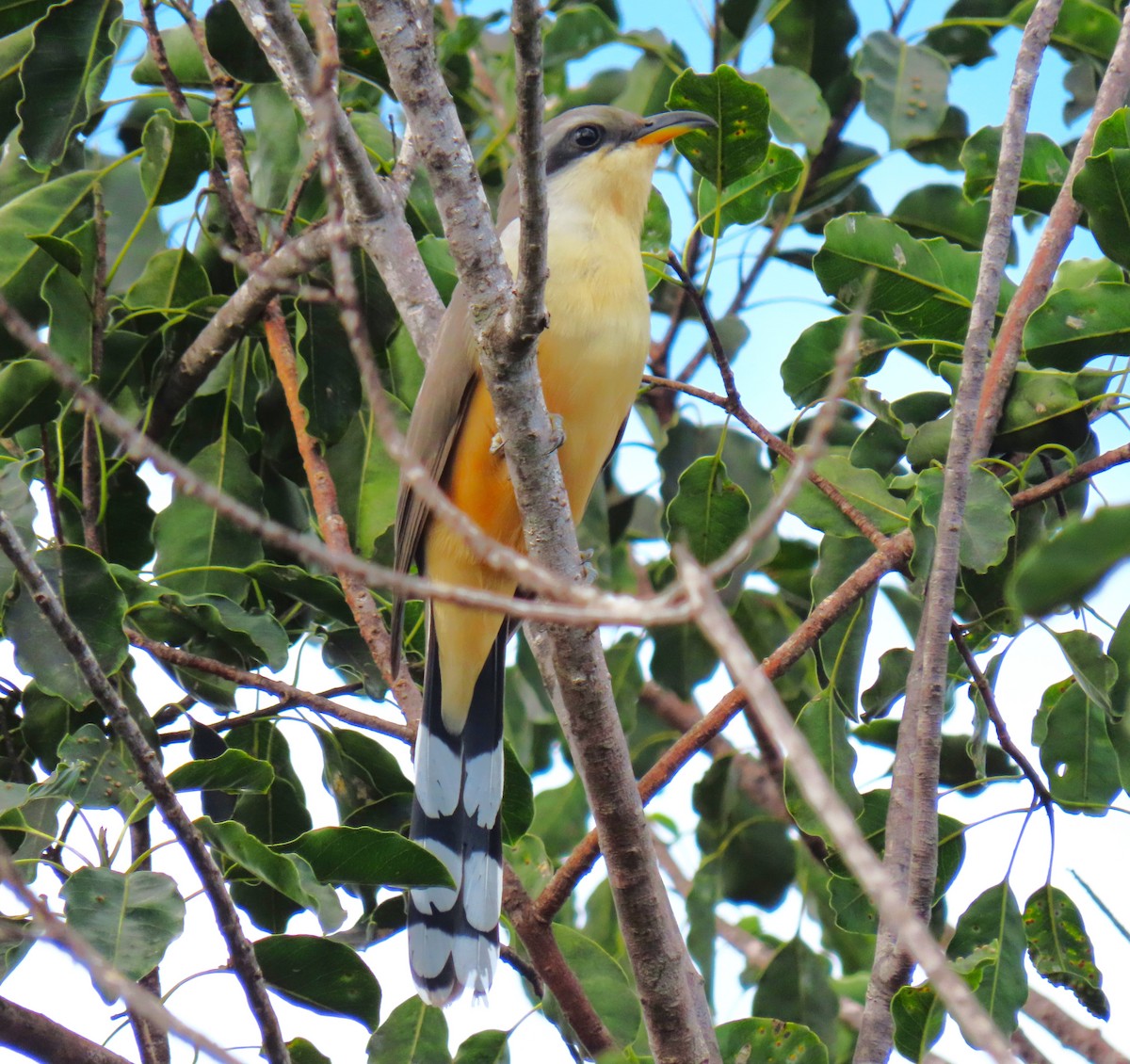 Mangrovekuckuck - ML620579983