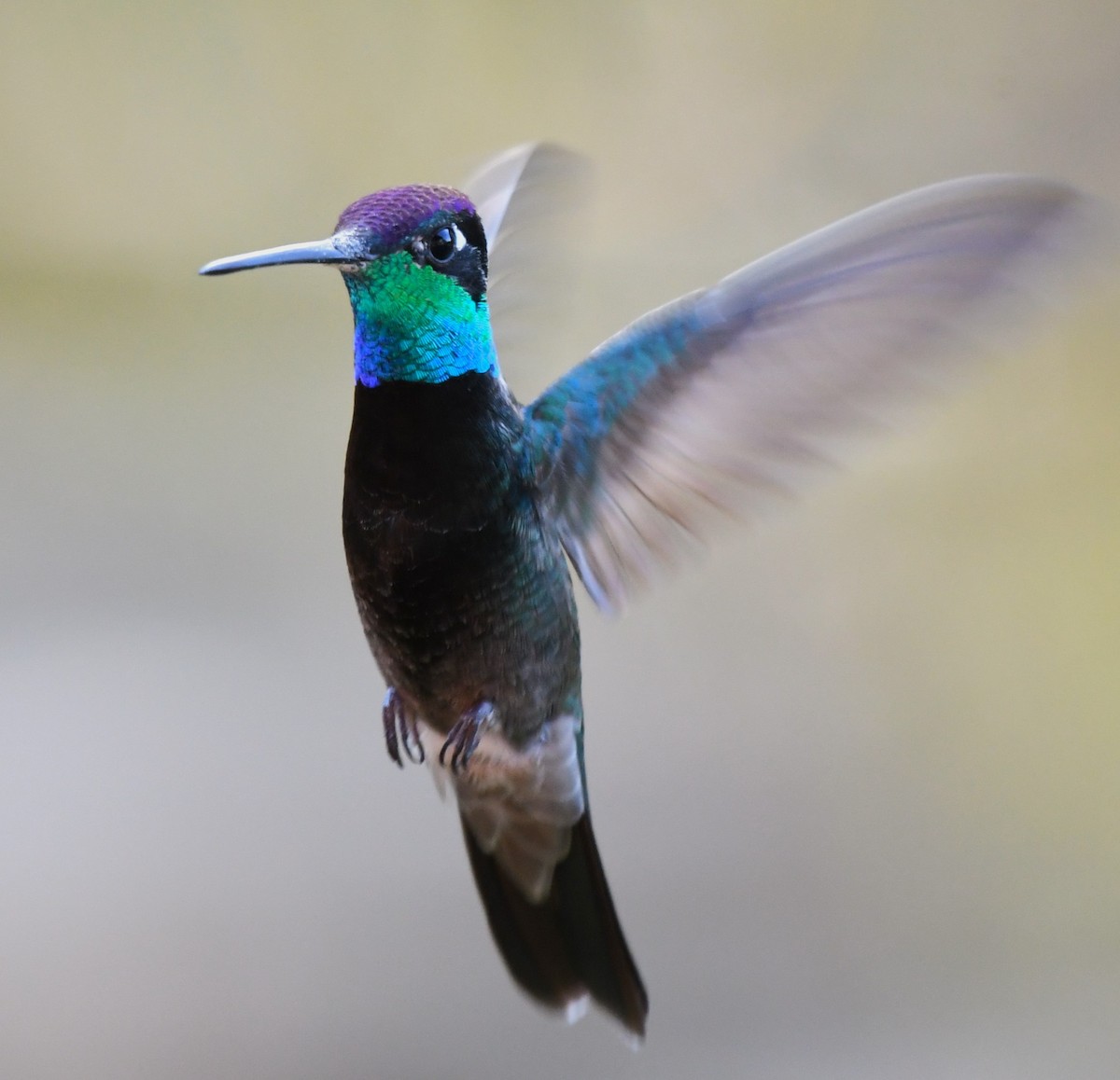 Rivoli's Hummingbird - ML620579987