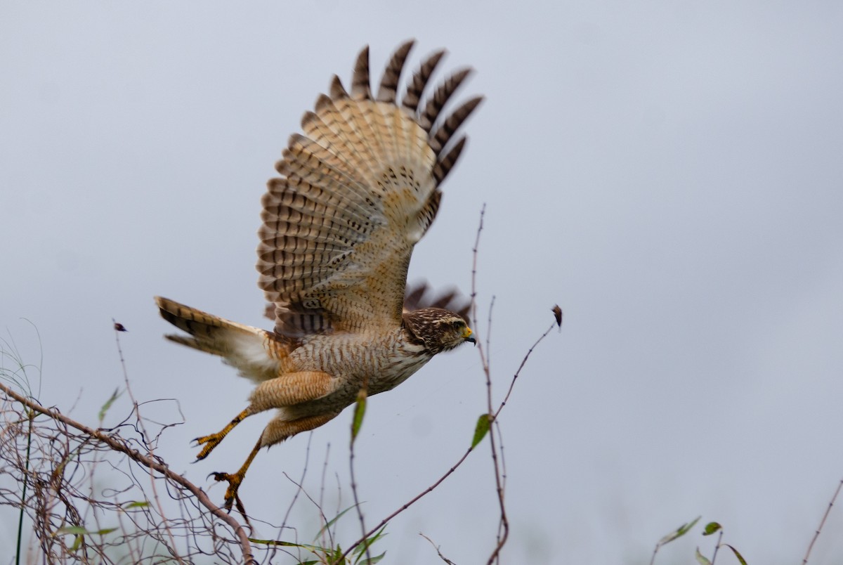 Roadside Hawk - ML620579990