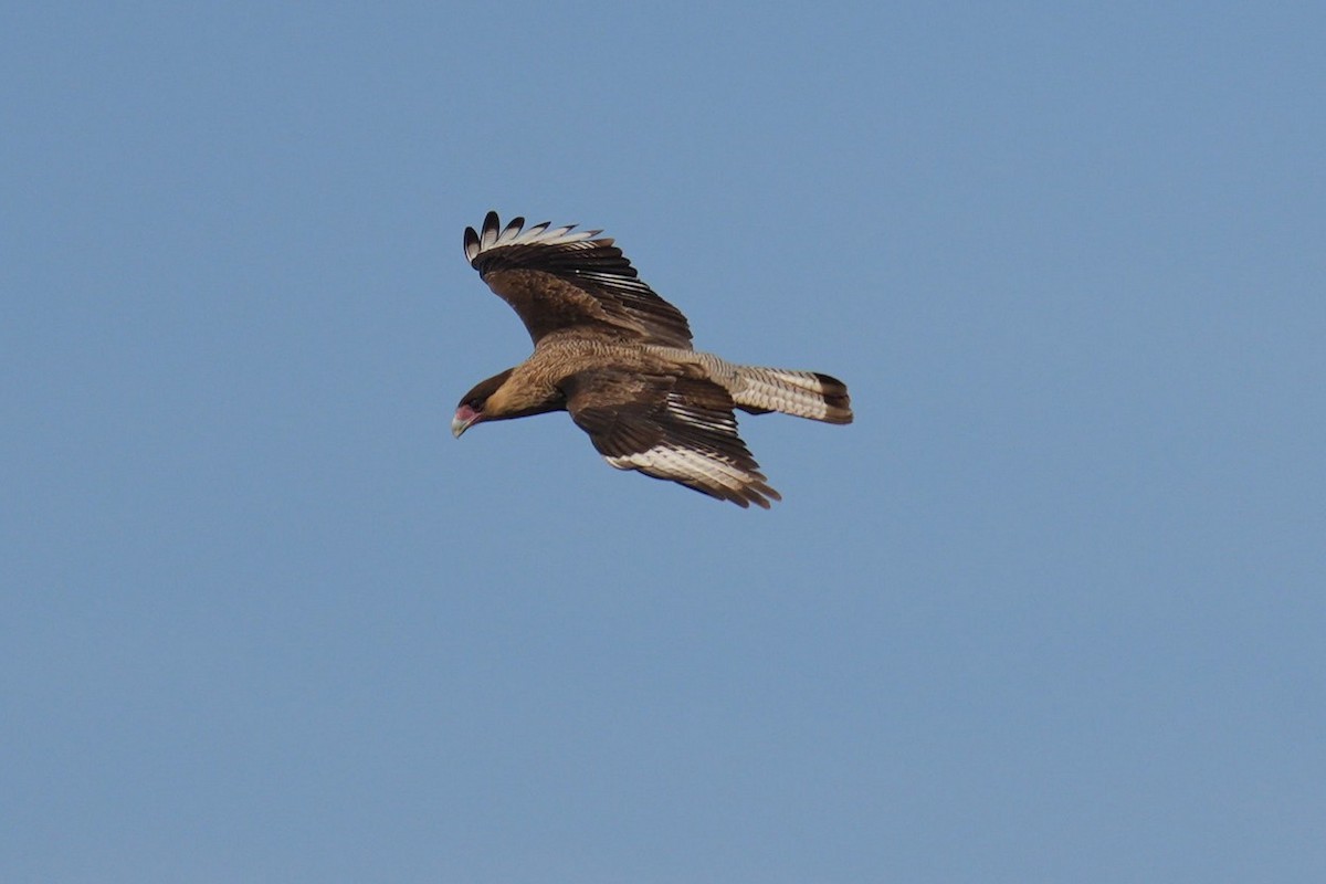 Crested Caracara - ML620579991