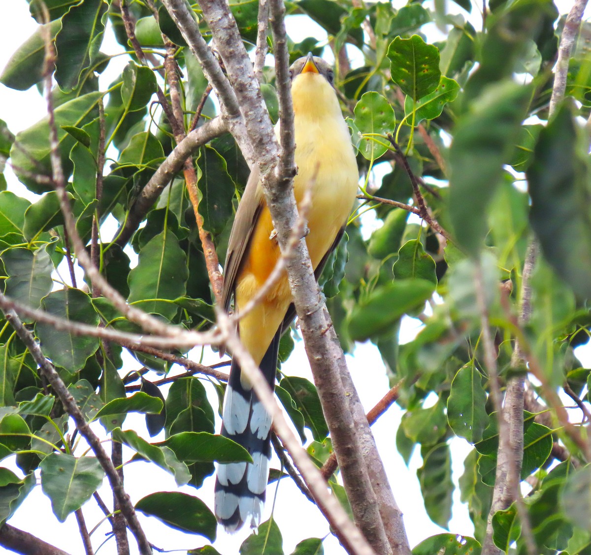 Mangrove Cuckoo - ML620579992