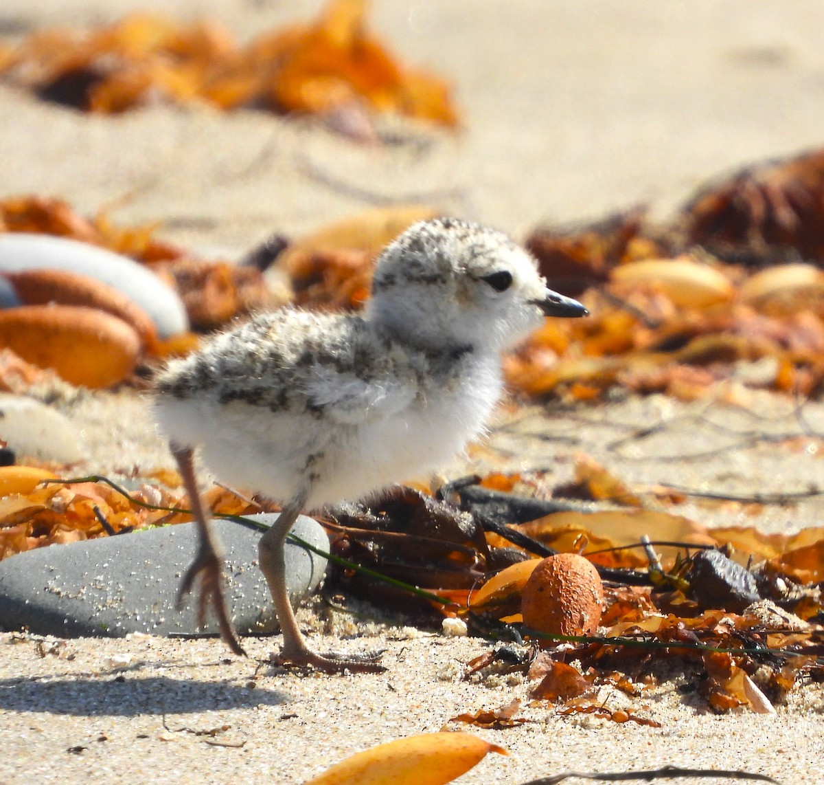 Snowy Plover - ML620579996