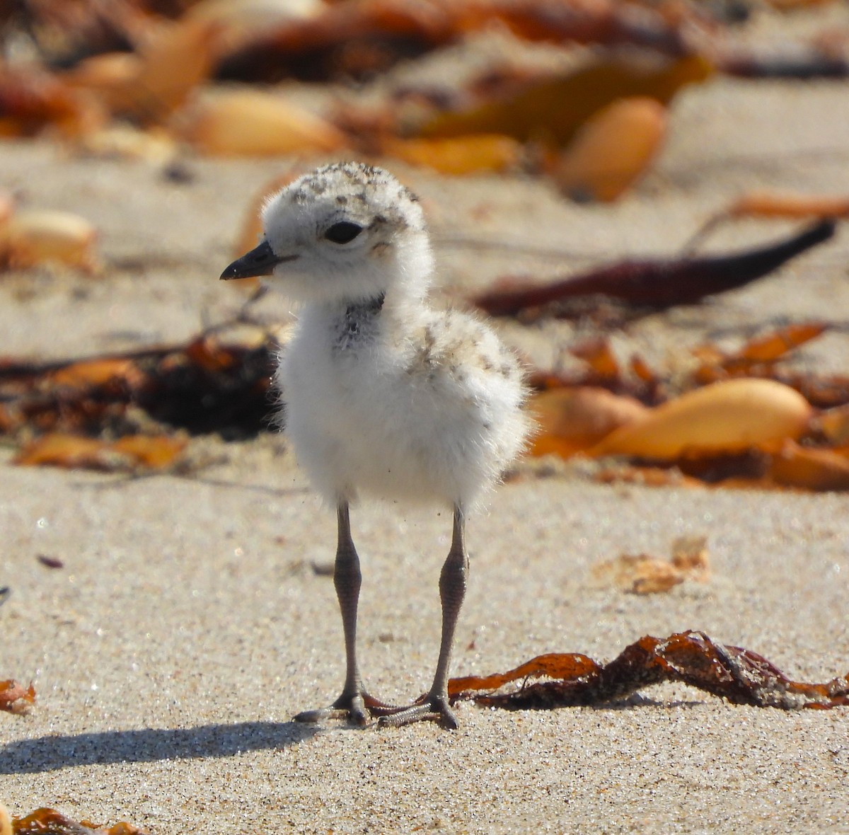 Snowy Plover - ML620579997