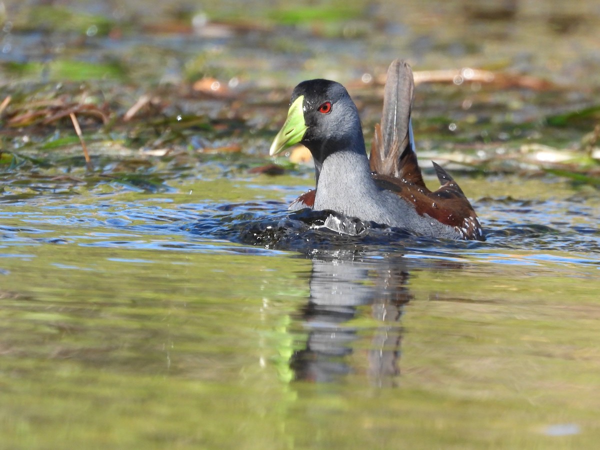 Gallinule à face noire - ML620580005