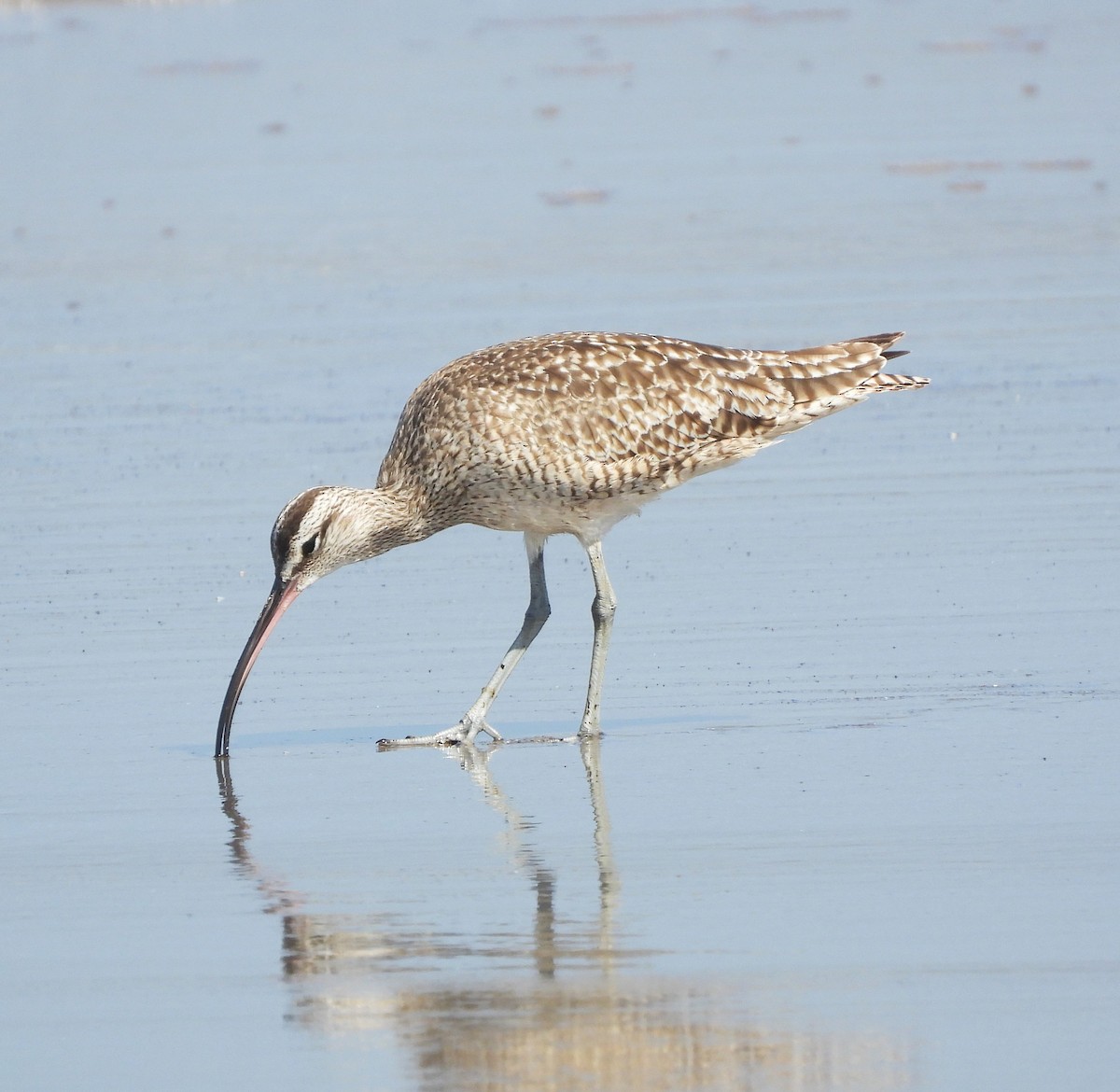 Whimbrel - ML620580010