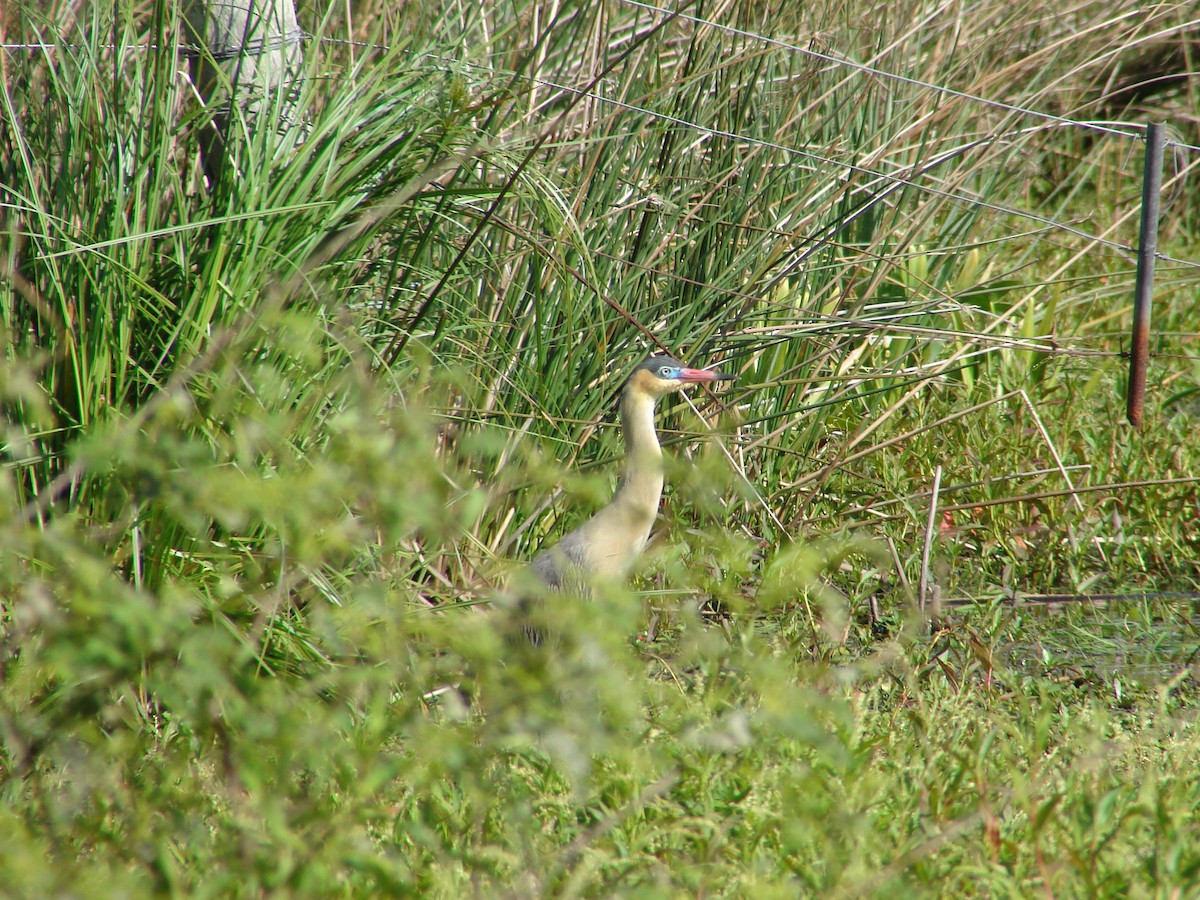 Garza Chiflona - ML620580017