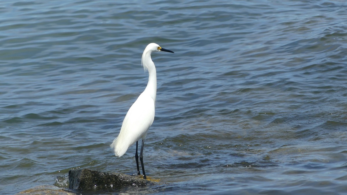 Snowy Egret - ML620580021