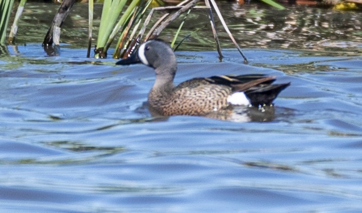 Blue-winged Teal - ML620580023