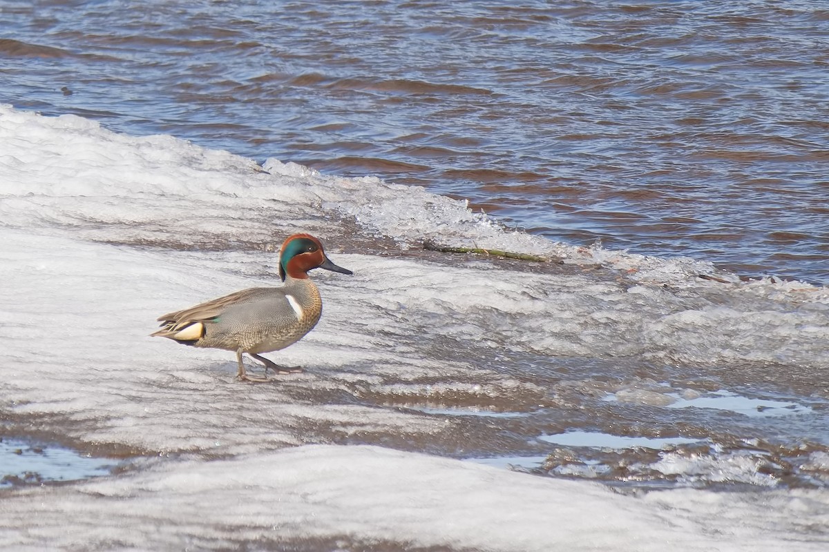 Green-winged Teal (American) - ML620580024