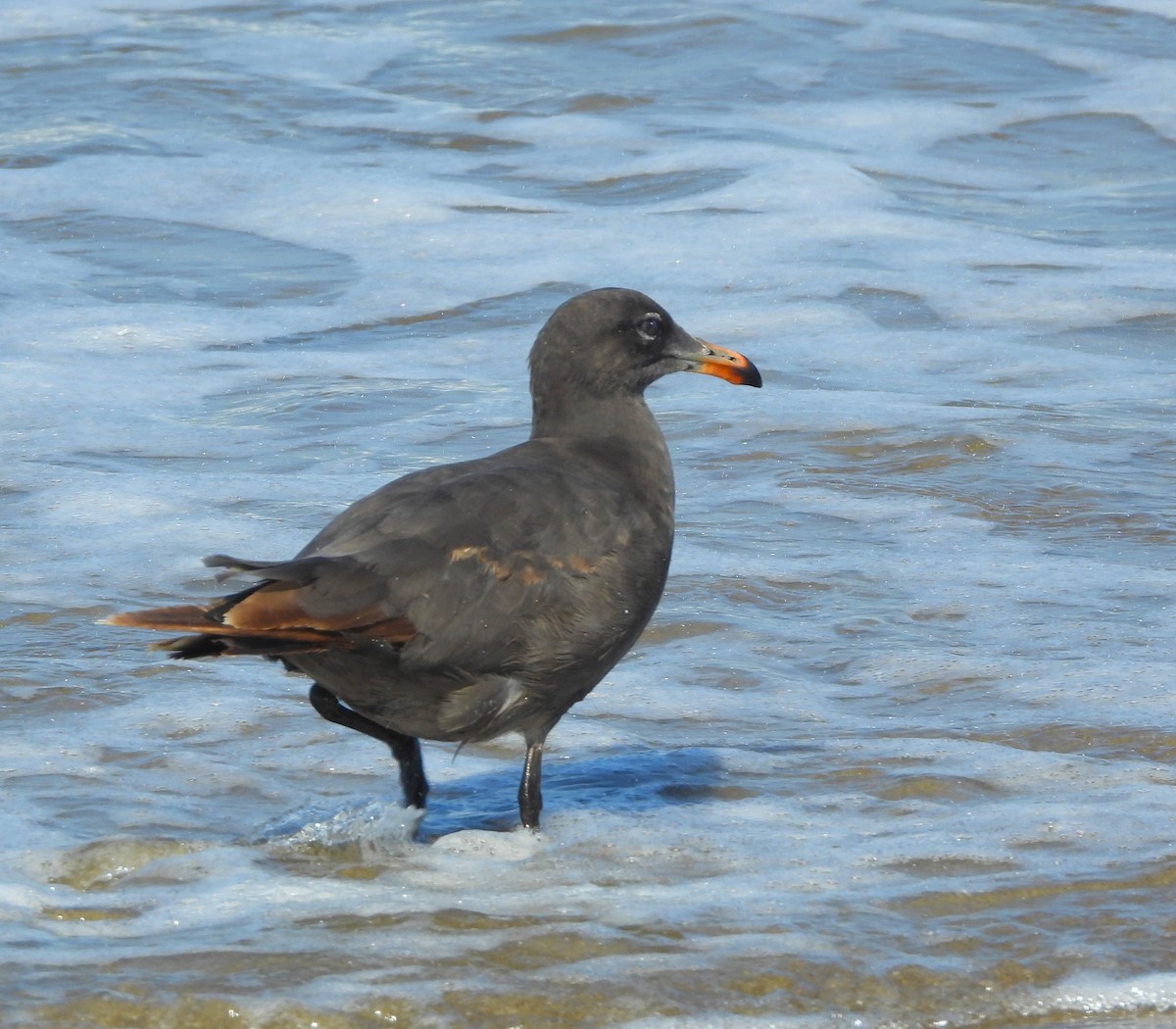 Gaviota Mexicana - ML620580028