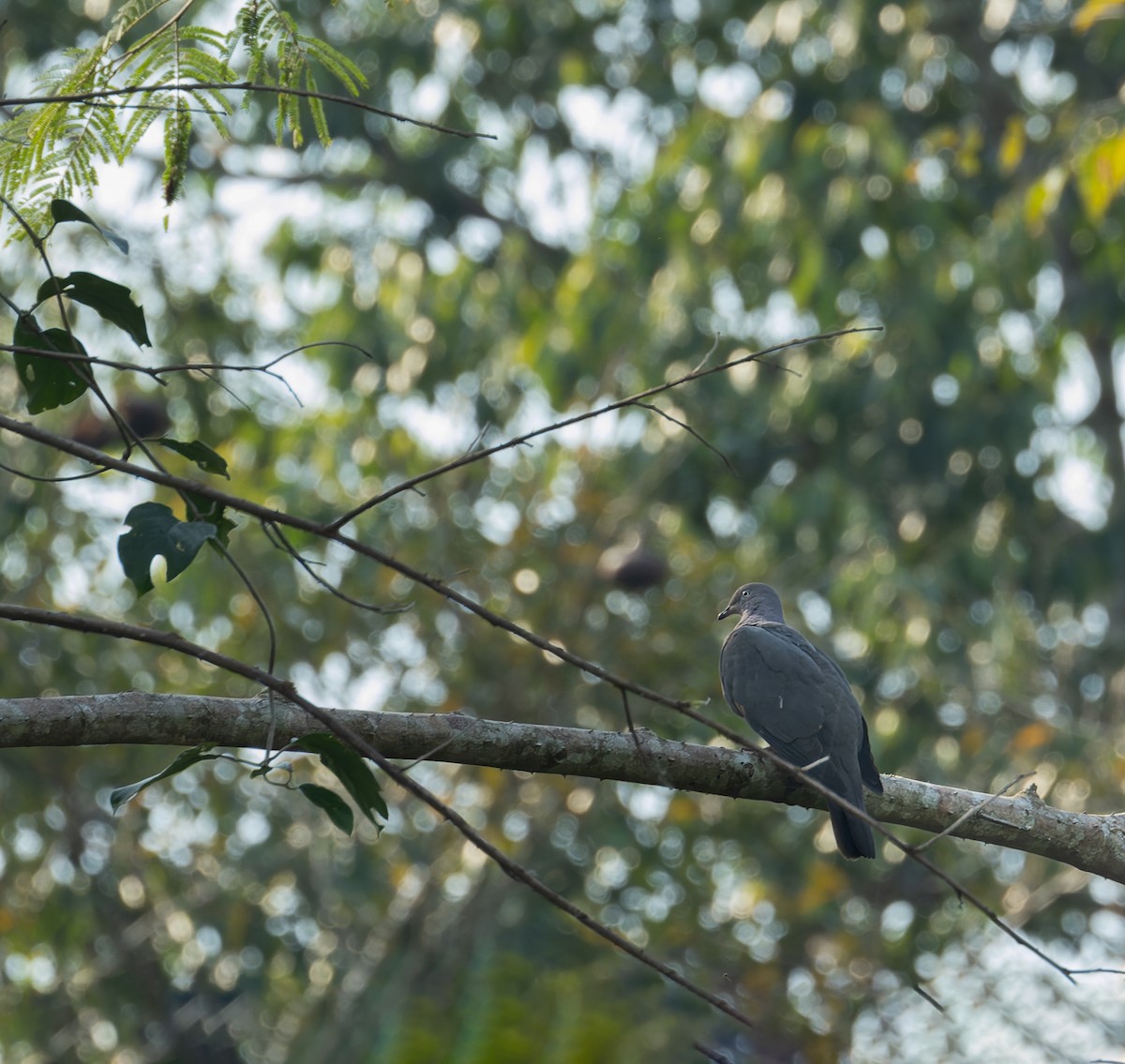 Plumbeous Pigeon - ML620580036