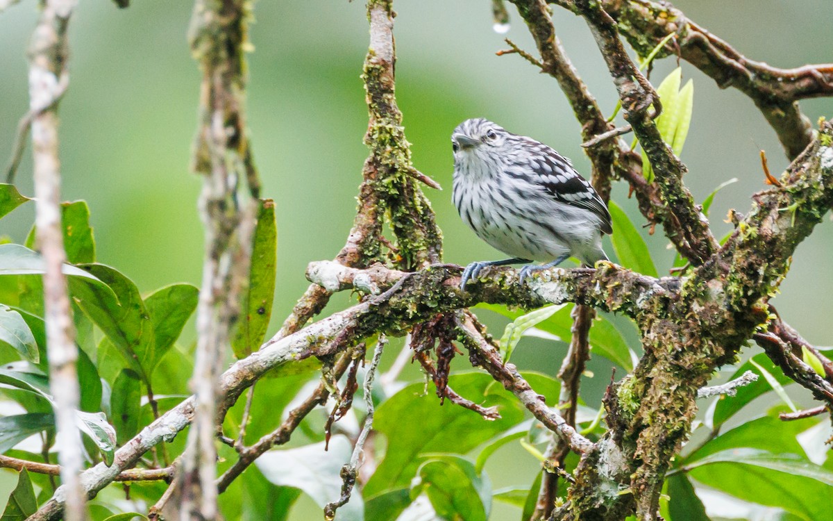 Pacific Antwren - ML620580043