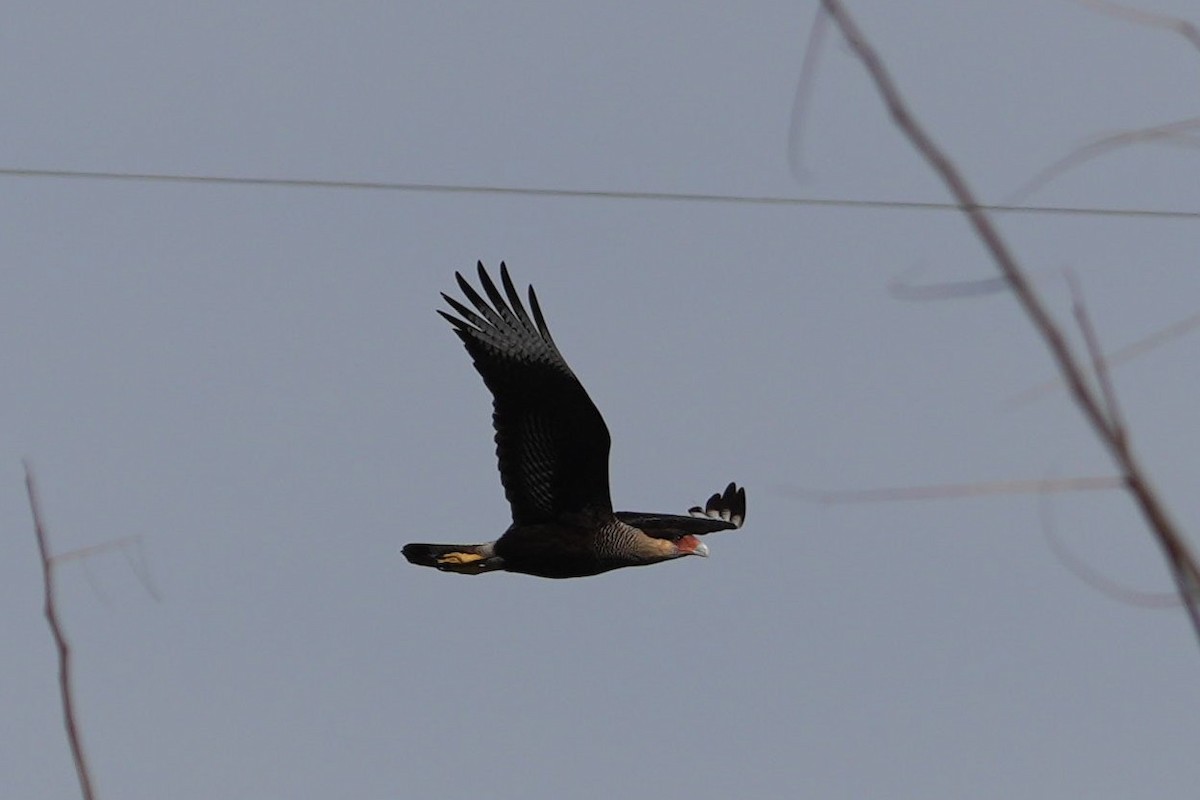 Crested Caracara - ML620580044