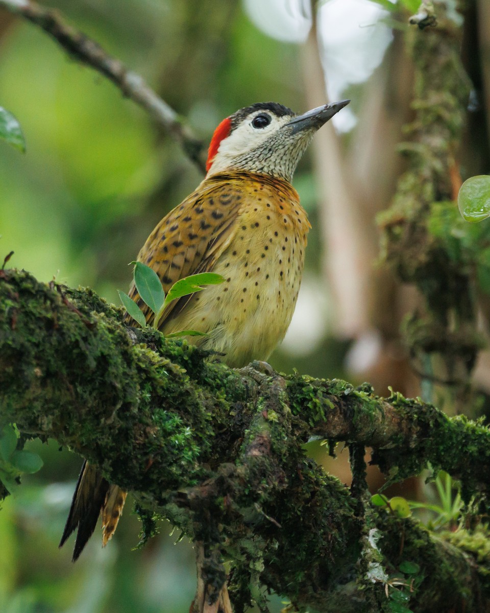 Spot-breasted Woodpecker - ML620580045