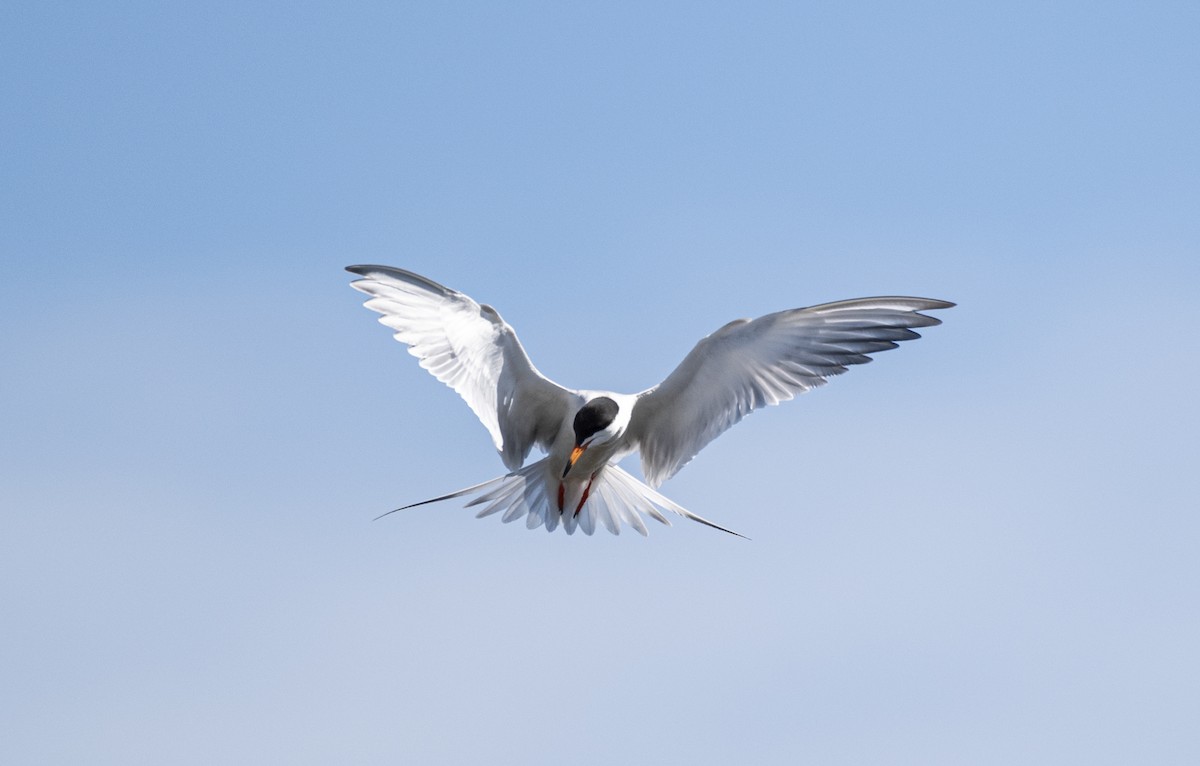 Forster's Tern - ML620580055