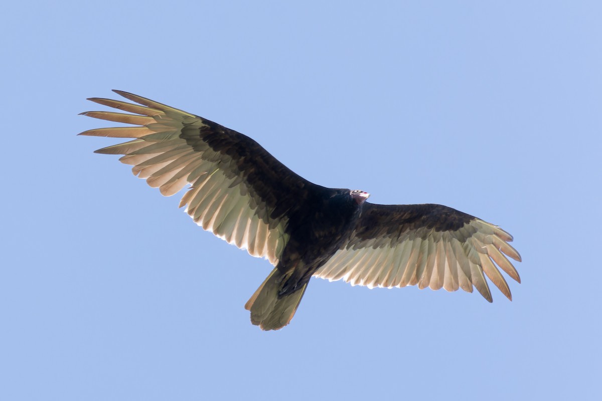 Turkey Vulture - ML620580063