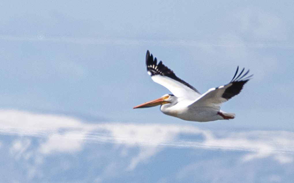 American White Pelican - ML620580064