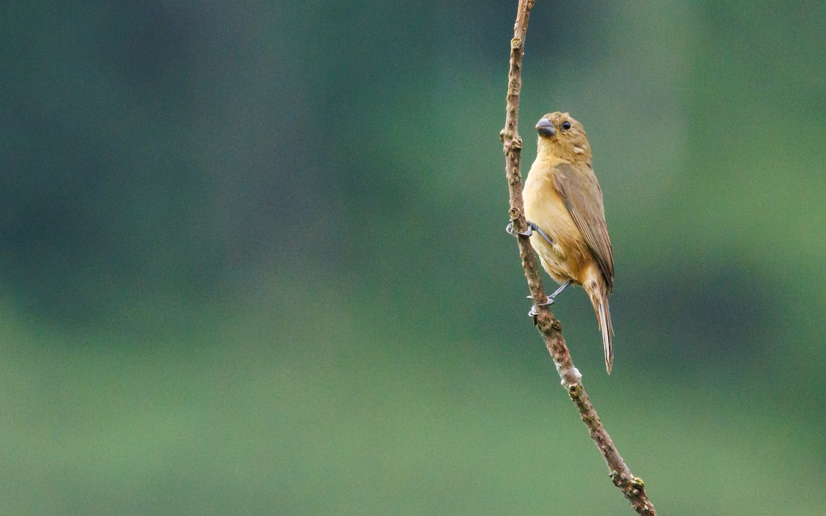Thick-billed Seed-Finch - ML620580071