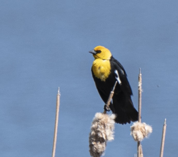 Yellow-headed Blackbird - ML620580078