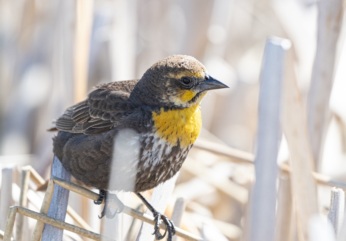 Yellow-headed Blackbird - ML620580087