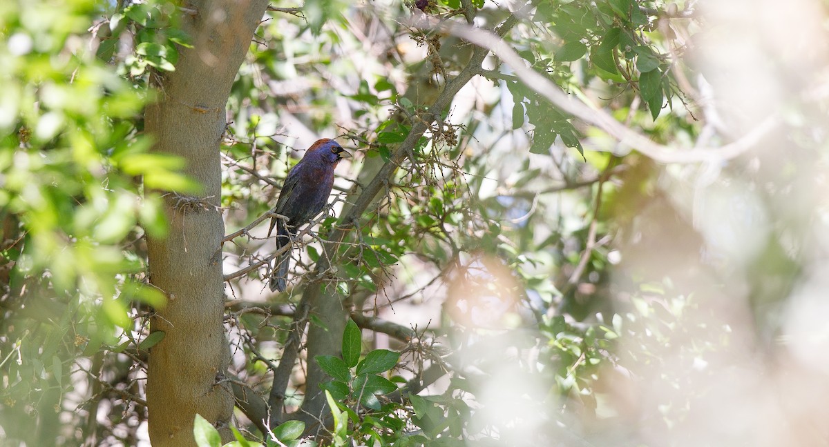 Varied Bunting - ML620580091