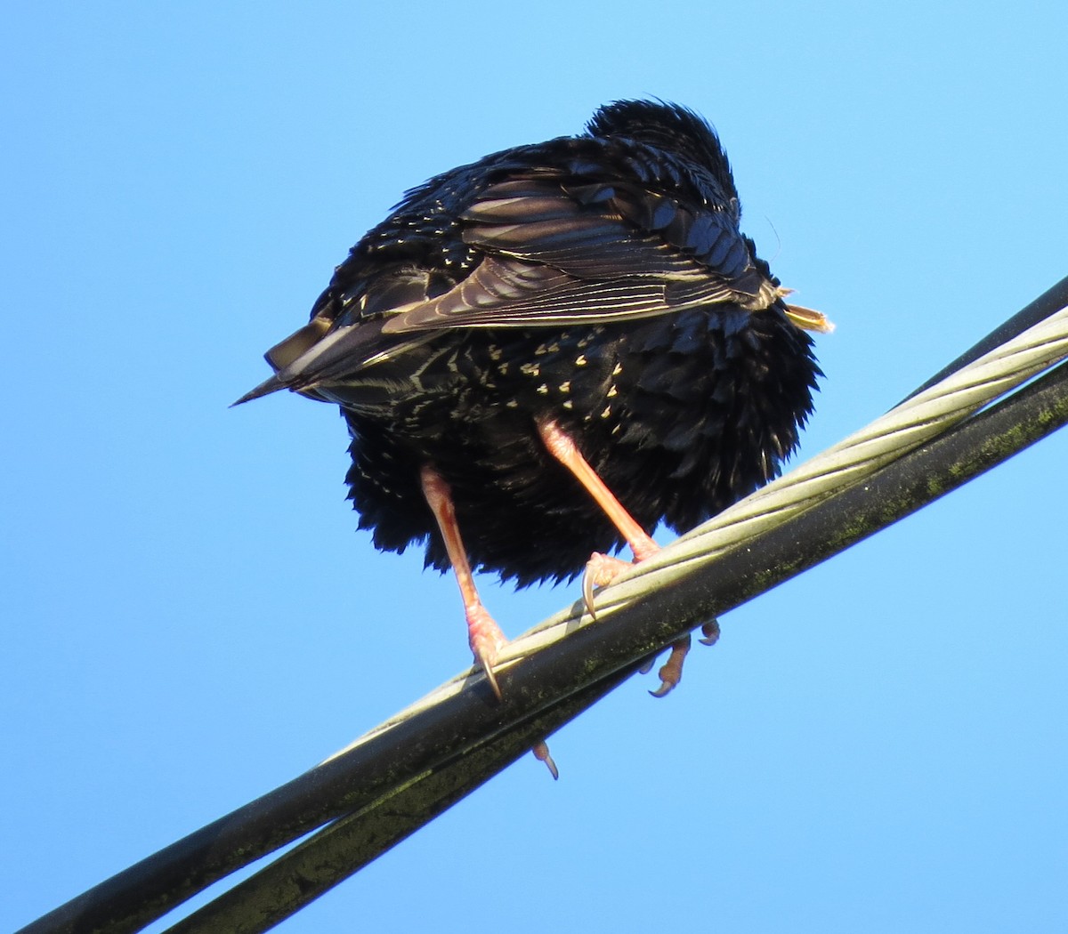 European Starling - ML620580099