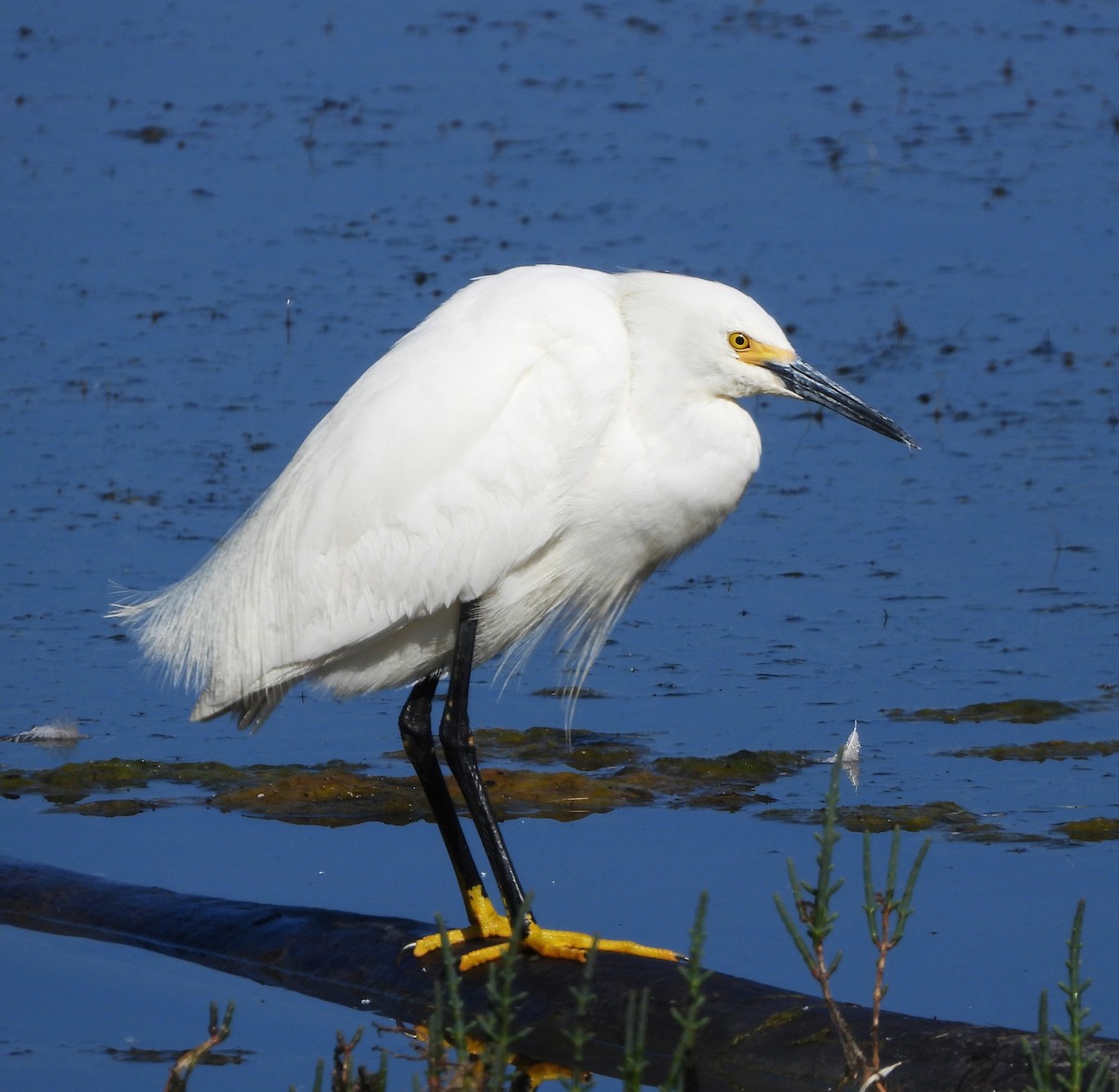 Snowy Egret - ML620580100