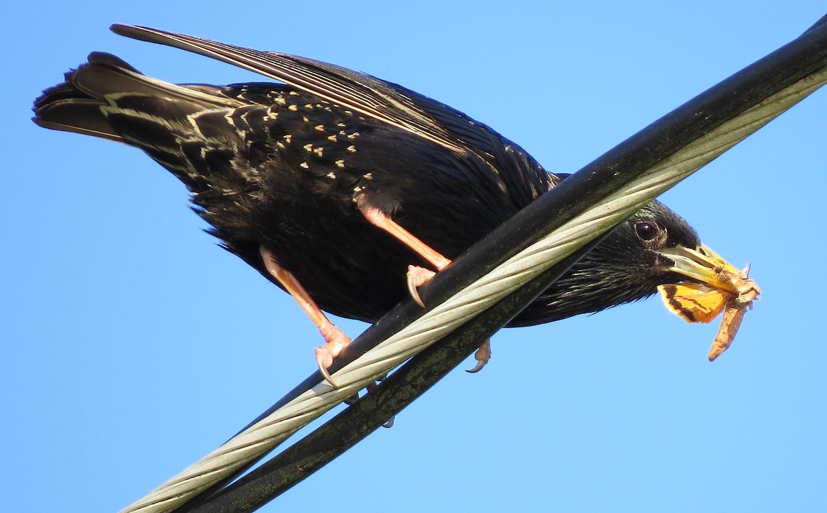 European Starling - ML620580108