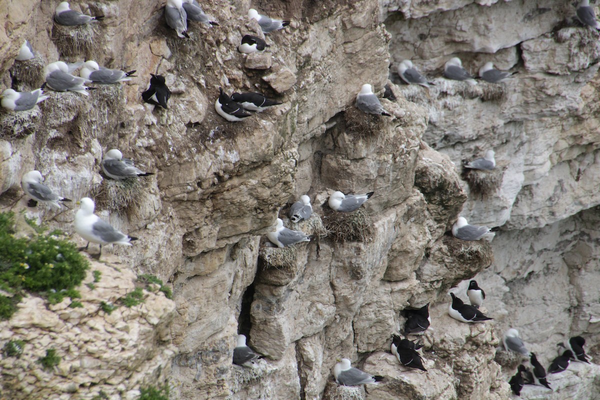 Razorbill - Samuel Harris