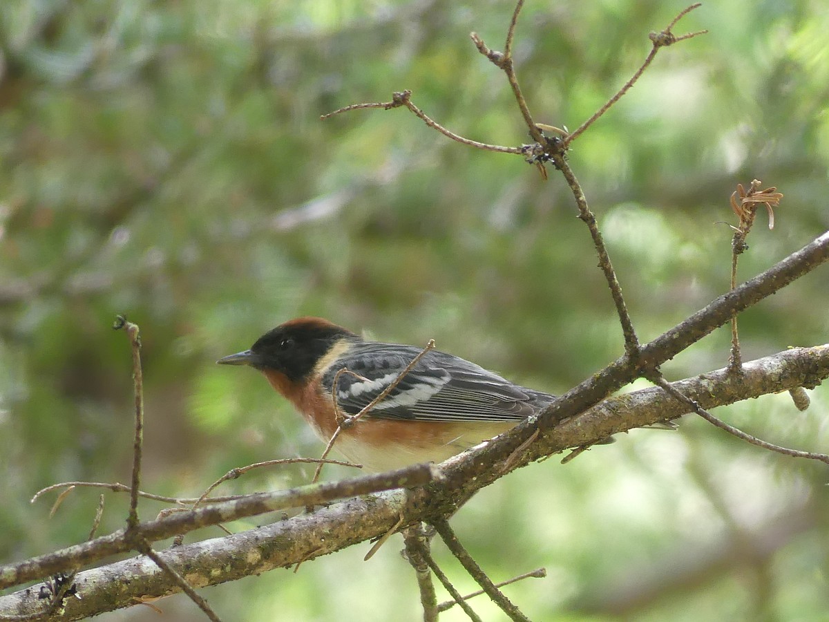 Braunkehl-Waldsänger - ML620580123