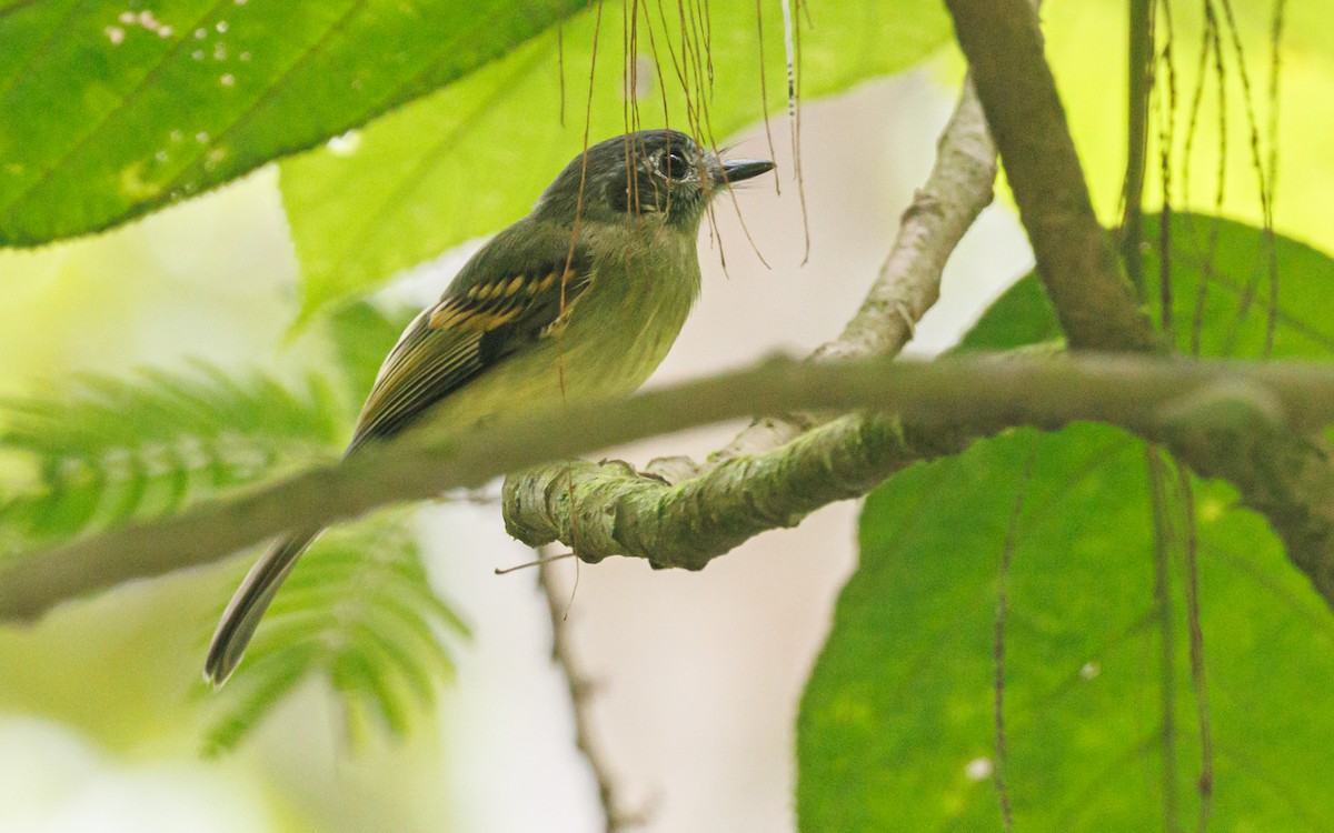 Sepia-capped Flycatcher - ML620580127