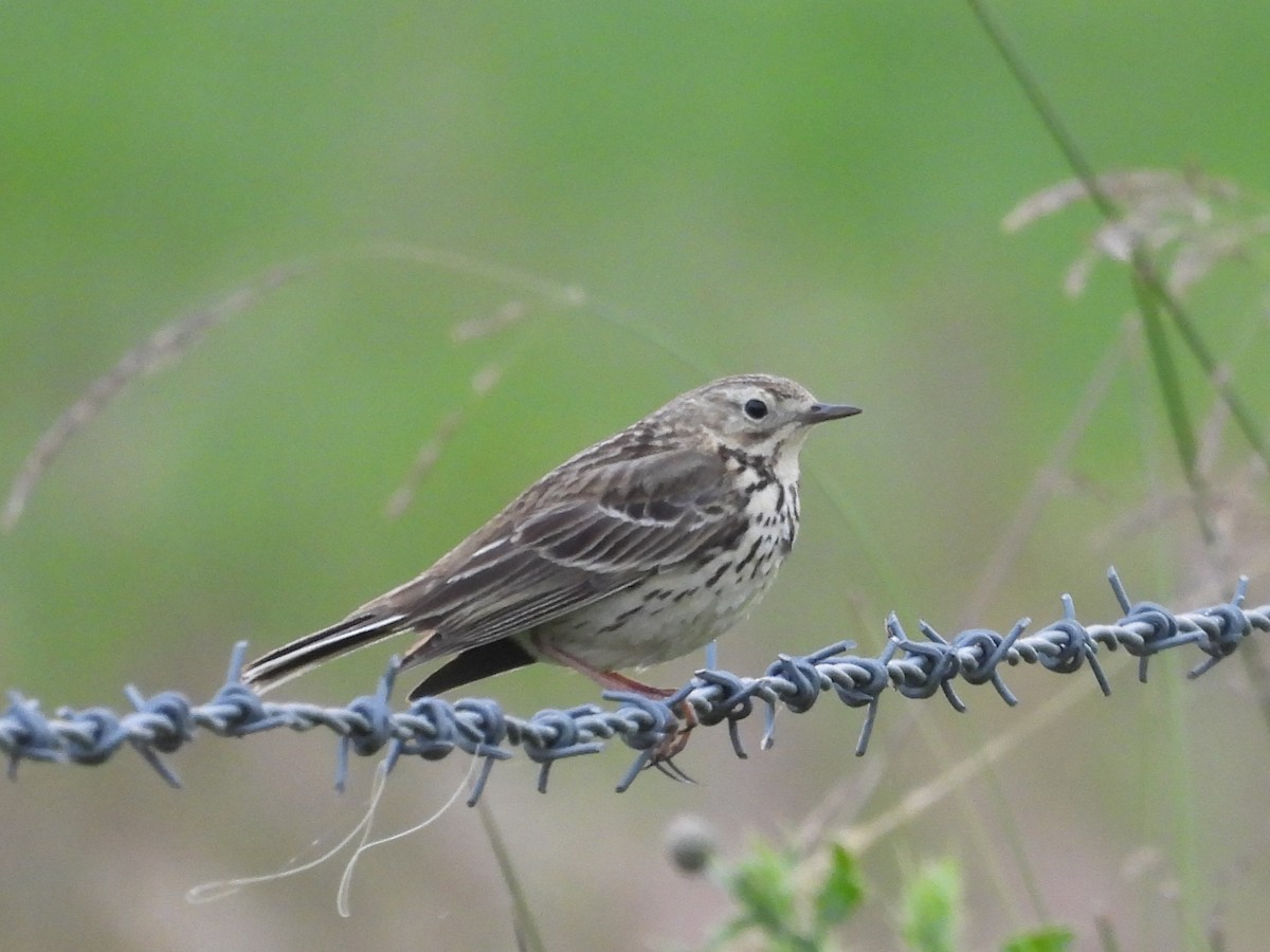 Meadow Pipit - ML620580128