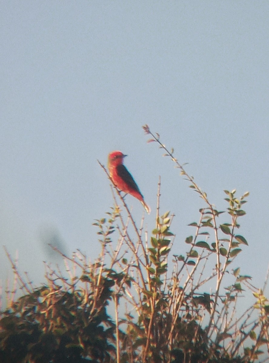 Vermilion Flycatcher - ML620580137