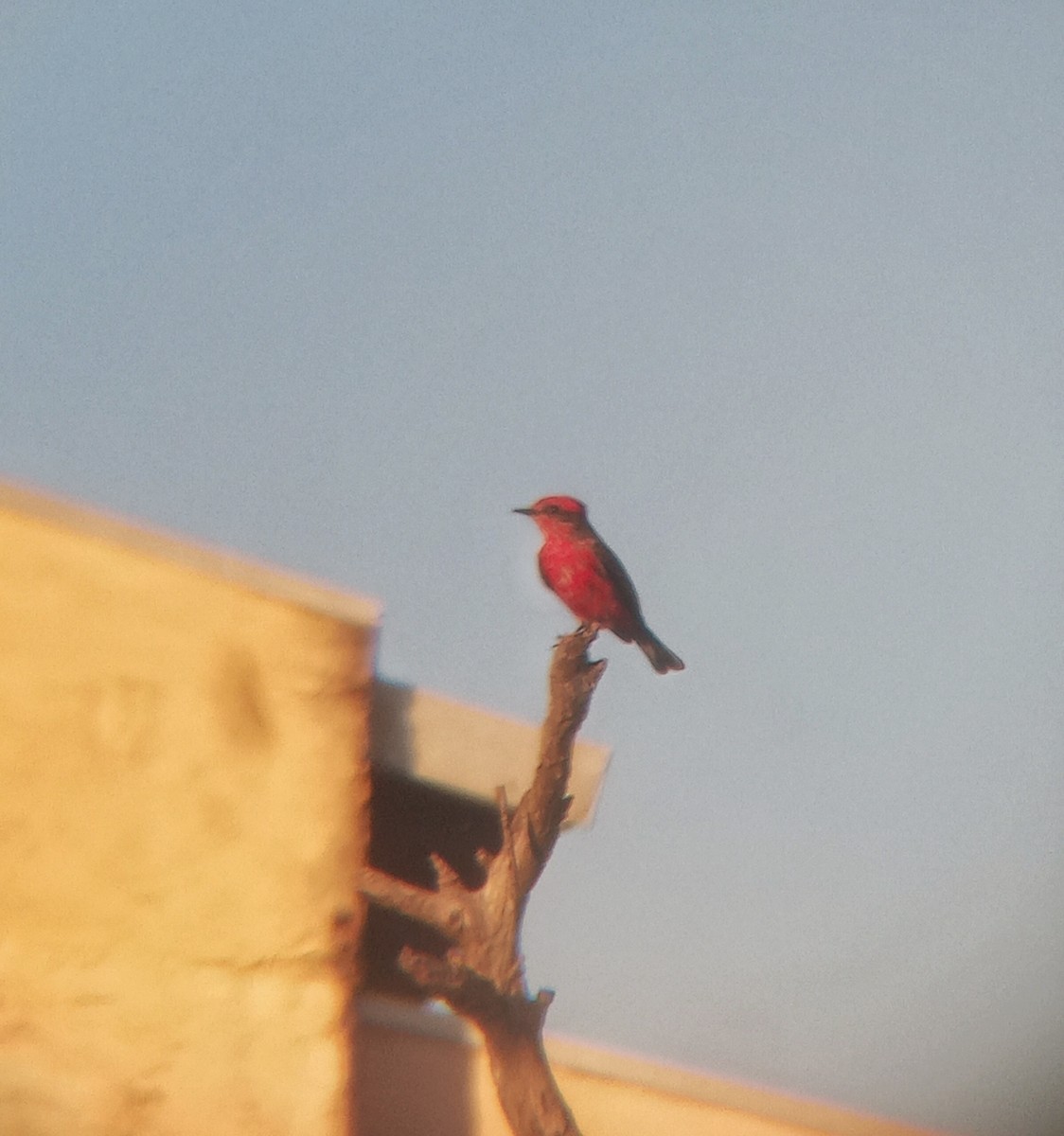 Vermilion Flycatcher - ML620580138