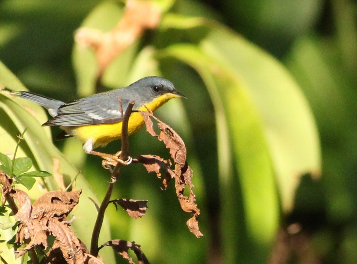 Tropical Parula - ML620580140