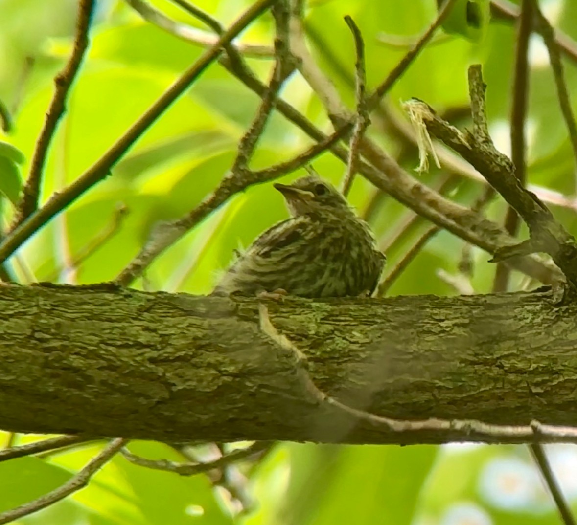 Black-and-white Warbler - ML620580143