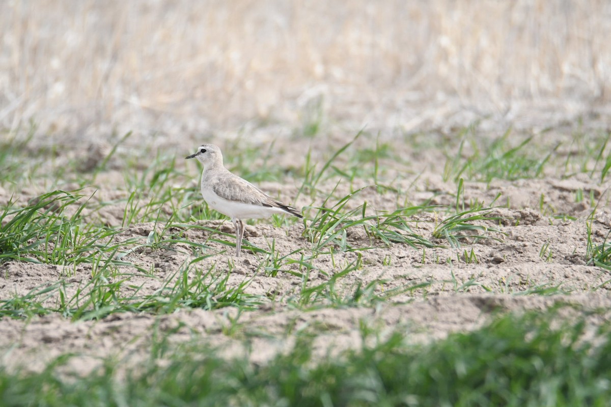 Mountain Plover - ML620580144