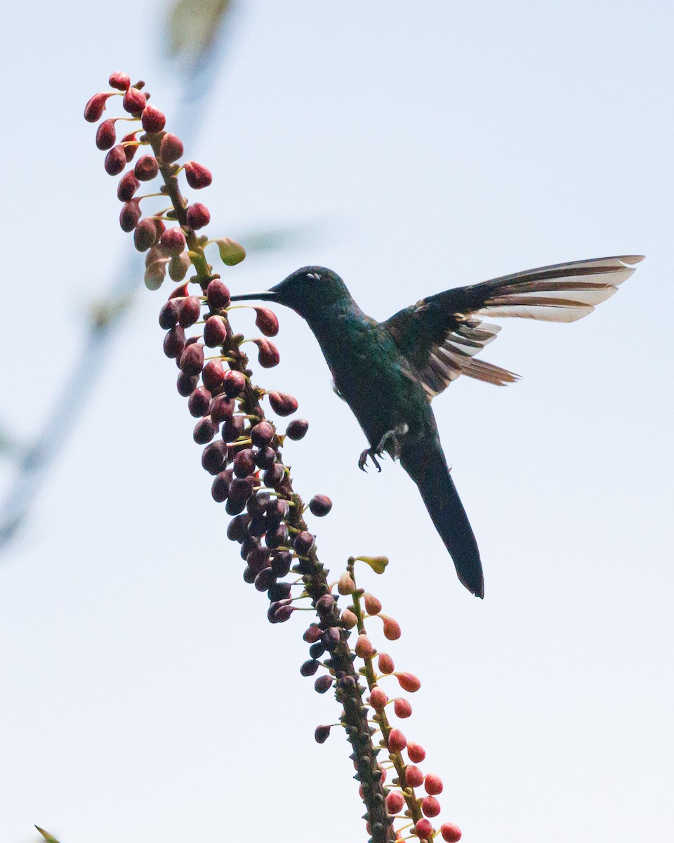 Green-crowned Brilliant - ML620580155