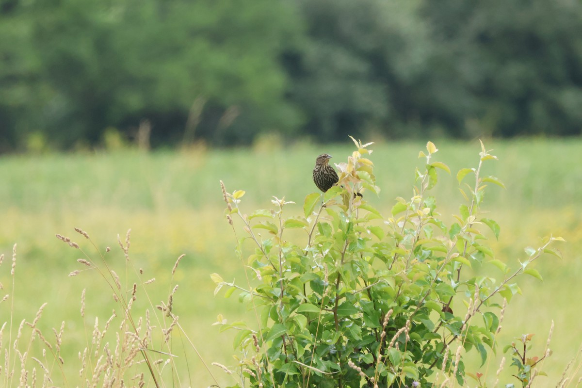 Red-winged Blackbird - ML620580156