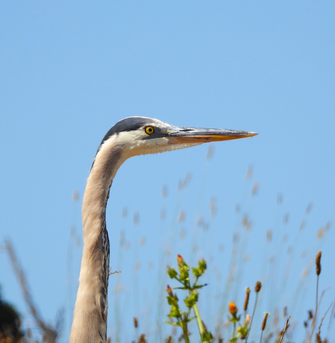 Great Blue Heron - Lynn Scarlett