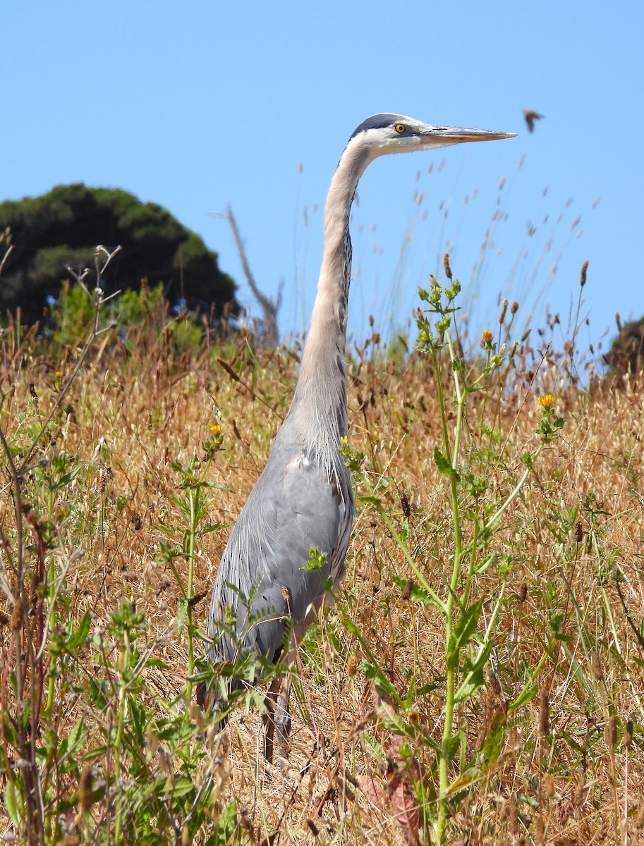 Great Blue Heron - ML620580161