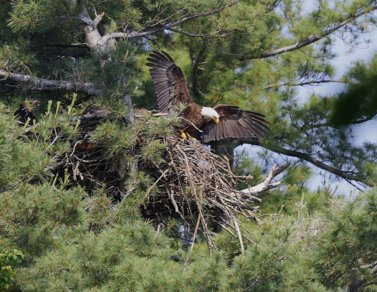 Weißkopf-Seeadler - ML620580165