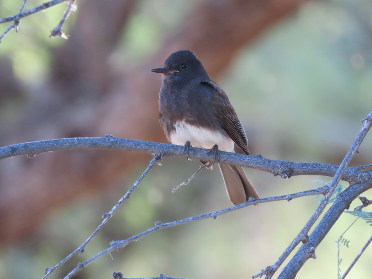 Mosquero Negro - ML620580168