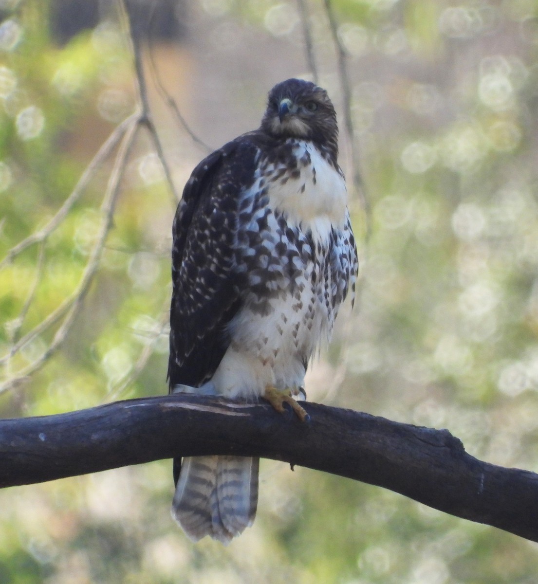 Rotschwanzbussard - ML620580170