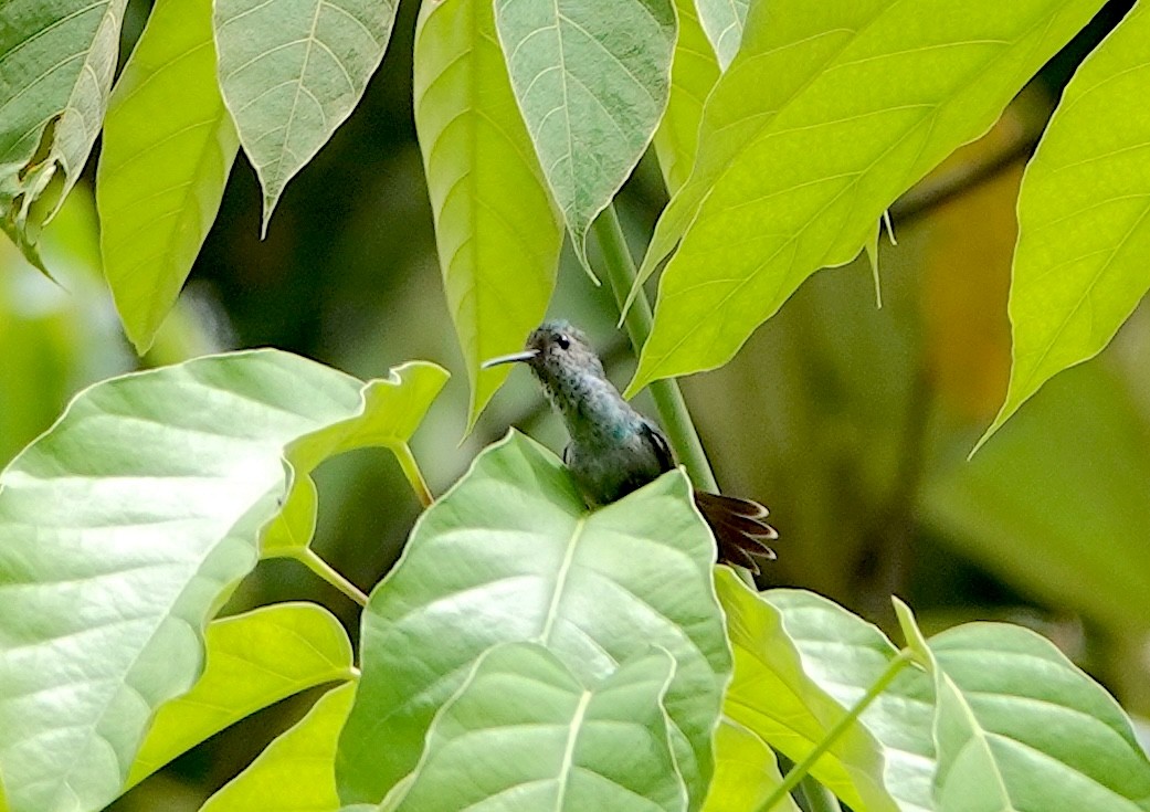 Blue-chested Hummingbird - ML620580175