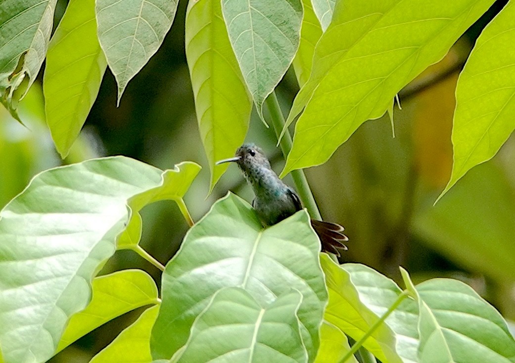 blåbrystkolibri - ML620580175