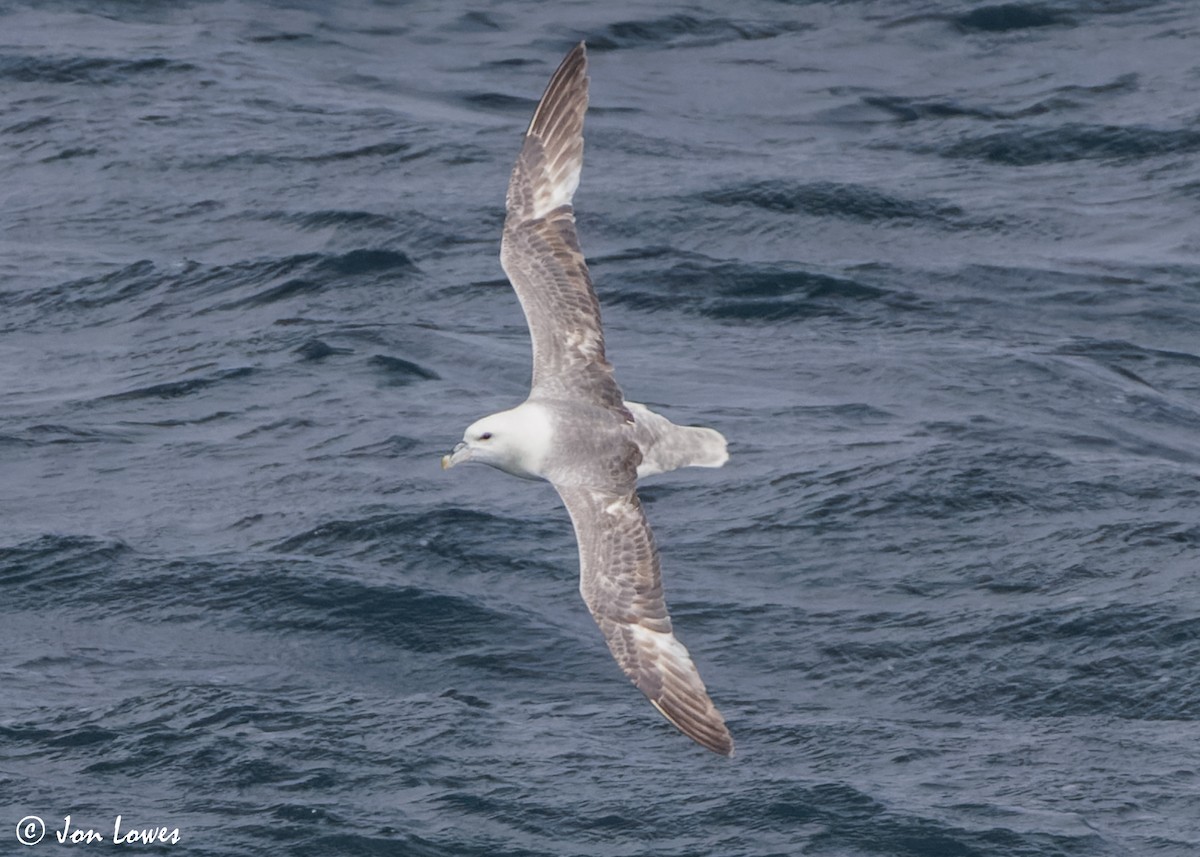 Fulmar Boreal (Atlántico) - ML620580177